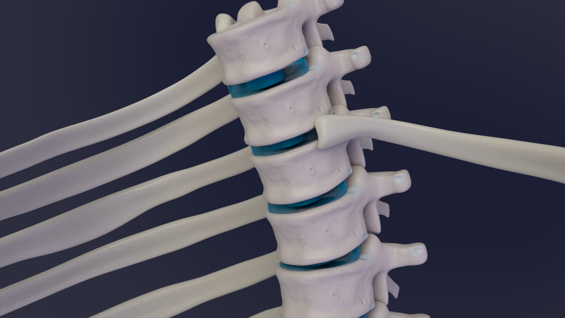 Thoracic Skeleton 2